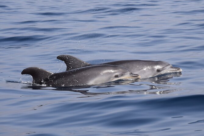 Bonadea II Ecological Whale Watching, 2 hours - Sergio’s guiding style and the value of local attention