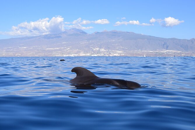 Bonadea II Ecological Whale Watching, 2 hours - Collecting plastic as part of the outing