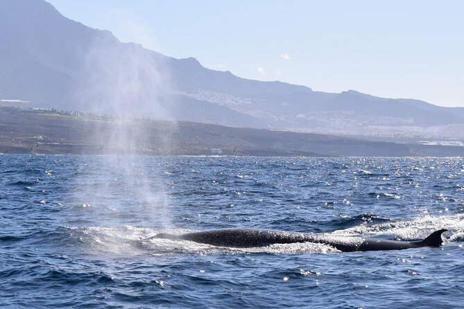 Bonadea II Ecological Whale Watching, 2 hours - Who will enjoy this most?