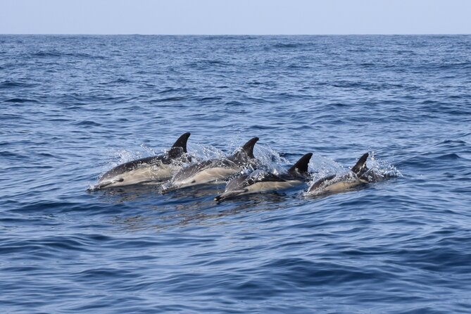 Bonadea II Ecological Whale Watching, 2 hours - Meeting in Costa Adeje and heading into protected waters