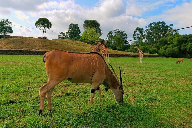 Cabarceno Natural Park Guided Visit from Santander - Key points to know before booking