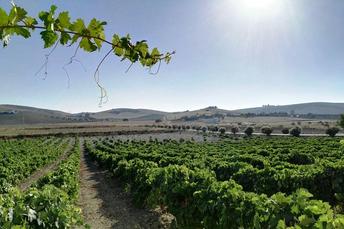 Cadiz and Jerez Day Trip from Seville - Is $119.48 a fair price?