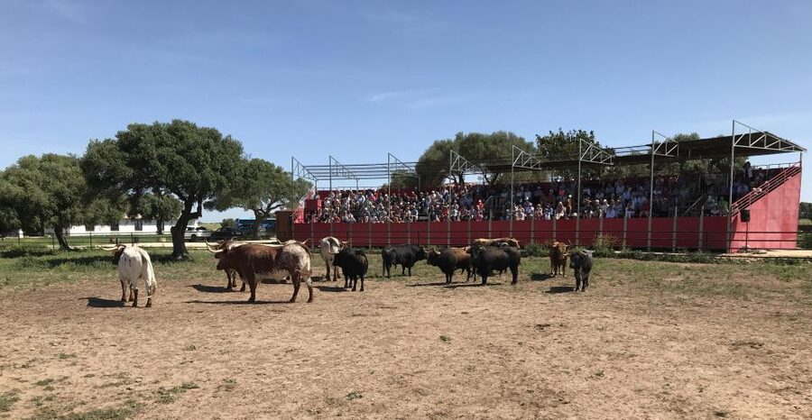 Cadiz: Andalusian Horses and Bulls Country Show - At El Carrascal ranch, Andalusian country comes first