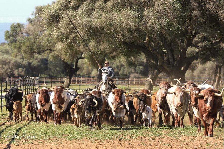 Cadiz: Andalusian Horses and Bulls Country Show - Is $41 a fair price for this ranch show?