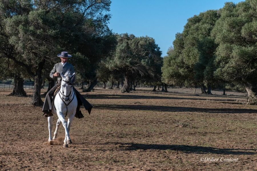 Cadiz: Andalusian Horses and Bulls Country Show - Booking flexibility and small practical details
