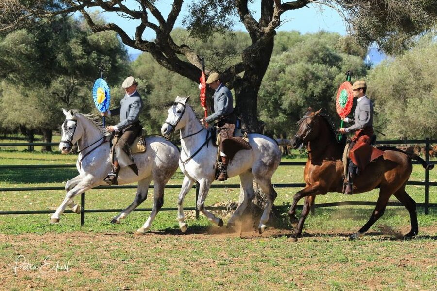 Cadiz: Andalusian Horses and Bulls Country Show - Should you book the Andalusian Horses and Bulls Country Show?