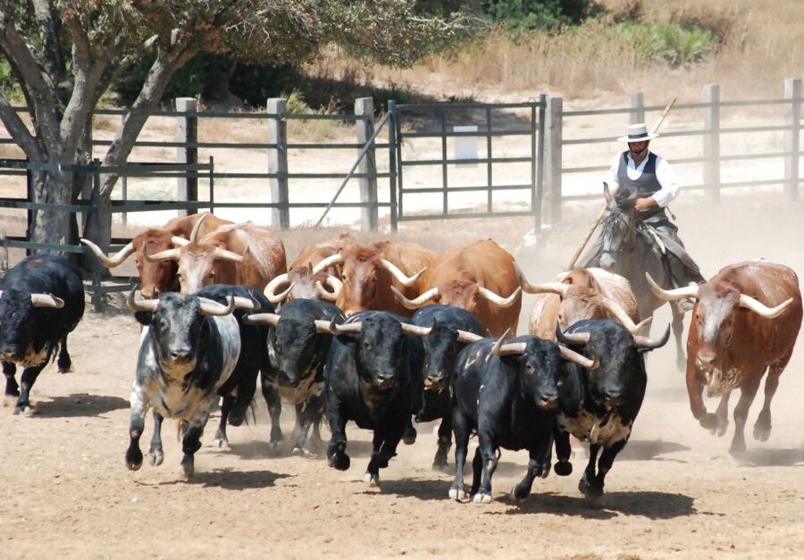 Cadiz: Andalusian Horses and Bulls Country Show - Watching the Torrestrella bulls in the open country