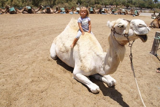 Camel Riding in Maspalomas Dunes - Should you book the Maspalomas camel ride?