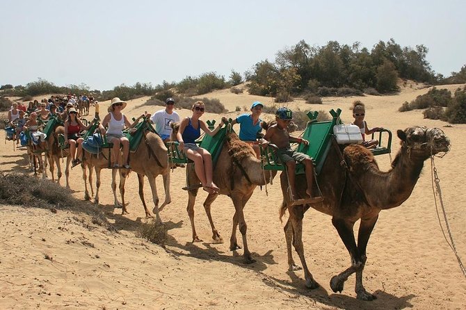 Camel Riding in Maspalomas Dunes - Calm camels, helpful staff, and animal welfare