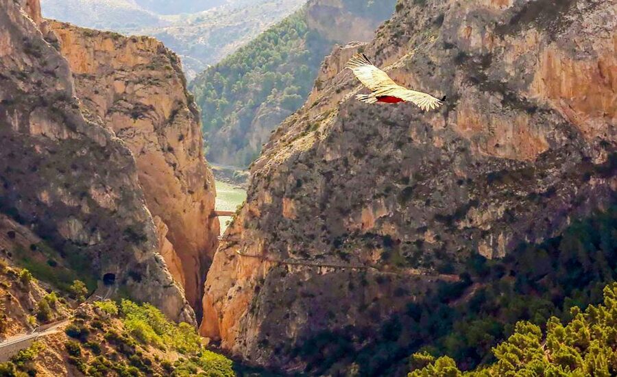 Caminito del Rey: Guided Tour and Entry Ticket - Who will enjoy this walk most?