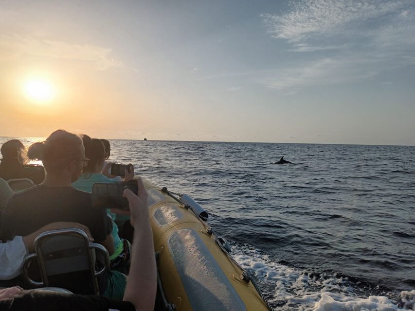 Can Picafort: Dolphin Watching Boat Tour with Swimming - What the $79 price really covers