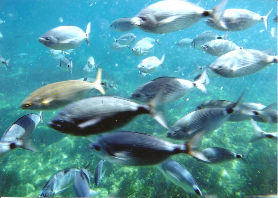 Cap Norfeu: Costa Brava Catamaran Trip with Underwater Views - Key points to know before you board