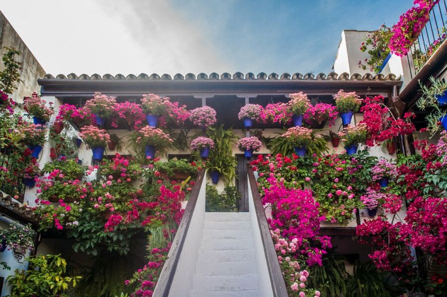 Córdoba: Guided Tour of the Patios - Why Córdoba’s patios are worth your time