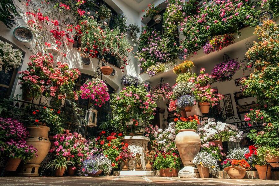Córdoba: Guided Tour of the Patios - Who should book this patio tour?