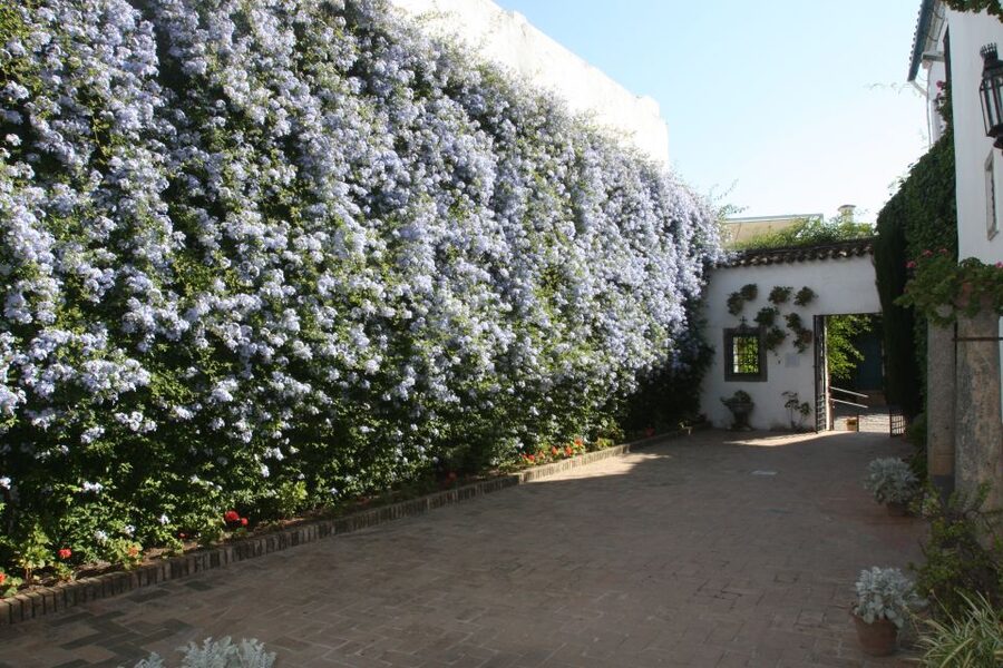 Córdoba: Viana Palace Gardens and Patios Entry Ticket - Why Viana Palace feels different from Córdoba’s other courtyards