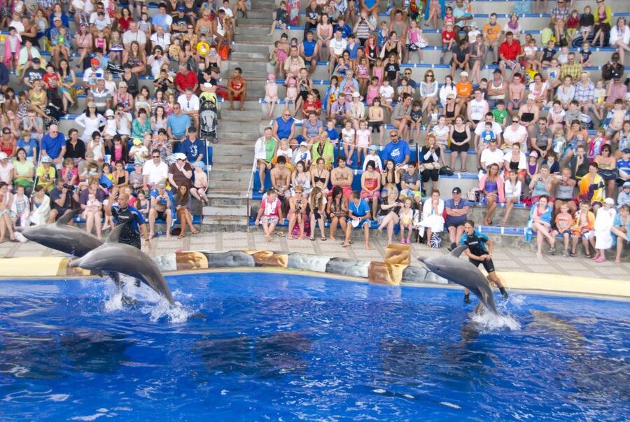 Costa Adeje: Aqualand Water Park Ticket with Dolphin Show - Aqualand compared with Siam Park