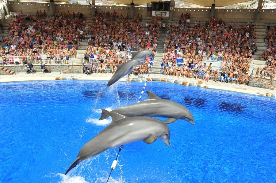 Costa Adeje: Aqualand Water Park Ticket with Dolphin Show - Arriving at the main ticket desk