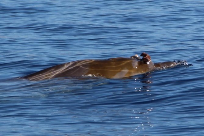 Costa Adeje | Cetacean sighting in Tenerife South - Why Tenerife’s south coast is good for whale watching