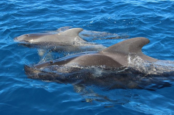 Costa Adeje | Cetacean sighting in Tenerife South - Watching pilot whales without chasing them