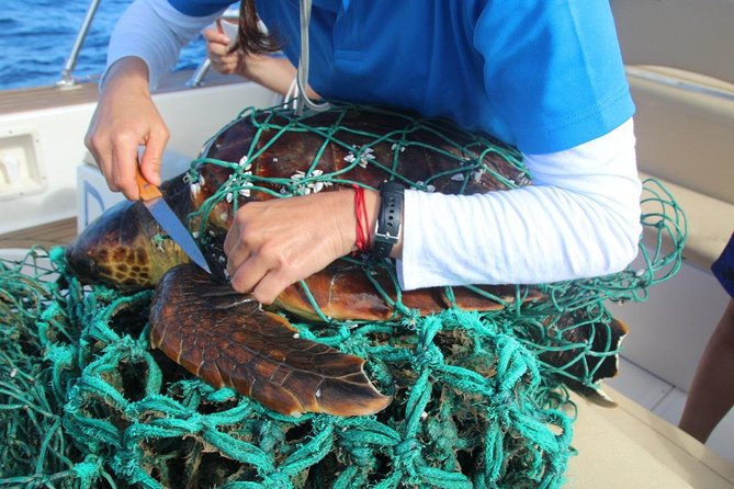 Costa Adeje | Cetacean sighting in Tenerife South - Turtles, seabirds, and the smaller details