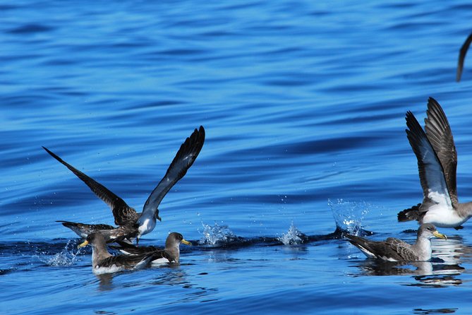 Costa Adeje | Cetacean sighting in Tenerife South - Is $71.35 a fair price?
