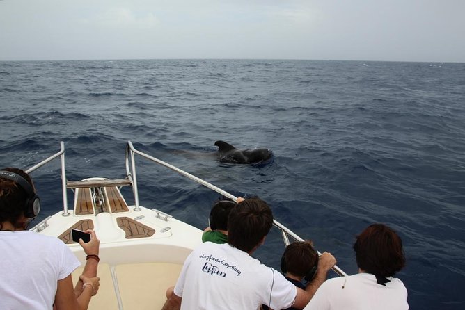 Costa Adeje | Cetacean sighting in Tenerife South - The first part of the trip: learning what lives offshore