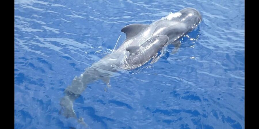 Costa Adeje: Whale and Dolphin Cruise with Food and Pickup - Key points to know before booking