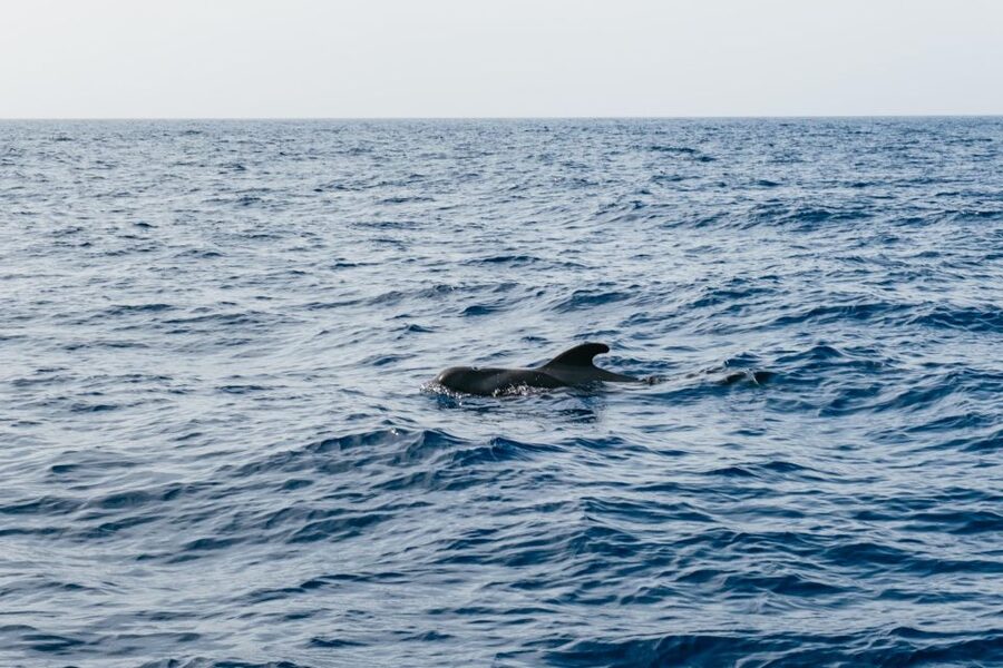 Costa Adeje: Whale & Dolphin Eco-Cruise with Snacks & Drinks - Commentary that makes the sea easier to read