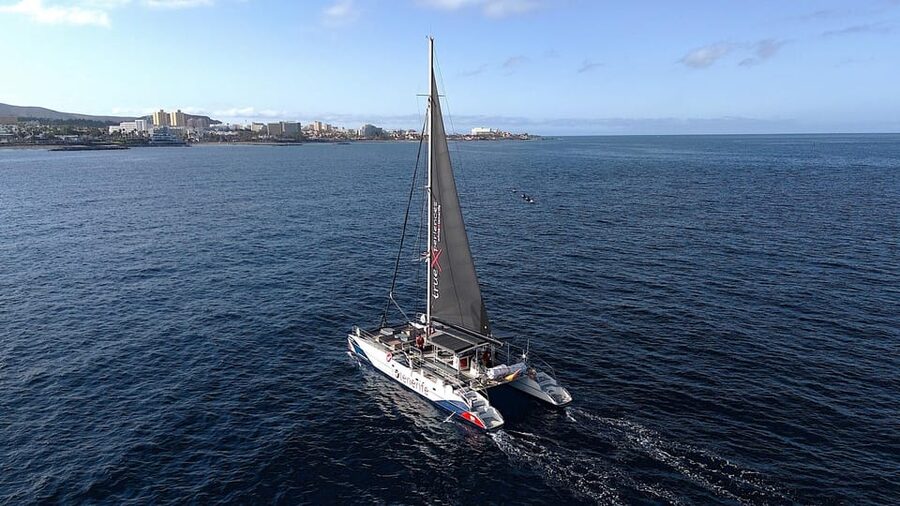 Costa Adeje: Whale & Dolphin Eco-Cruise with Snacks & Drinks - The swim and snorkel stop