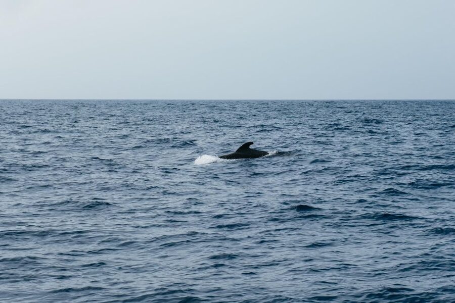 Costa Adeje: Whale & Dolphin Eco-Cruise with Snacks & Drinks - Why the 5-hour option earns its higher price