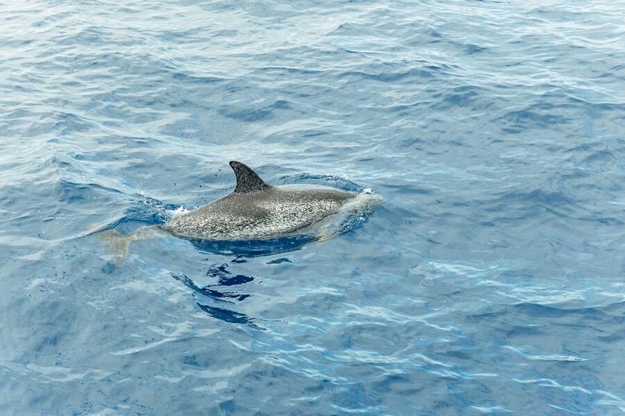 Costa Adeje: Whale & Dolphin Submarine Vision Mini Cruise - Who should book this Costa Adeje boat trip?
