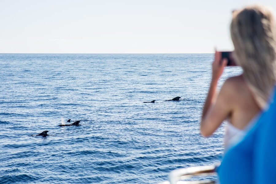 Costa Adeje: Whale & Dolphin Submarine Vision Mini Cruise - What you might see near Costa Adeje