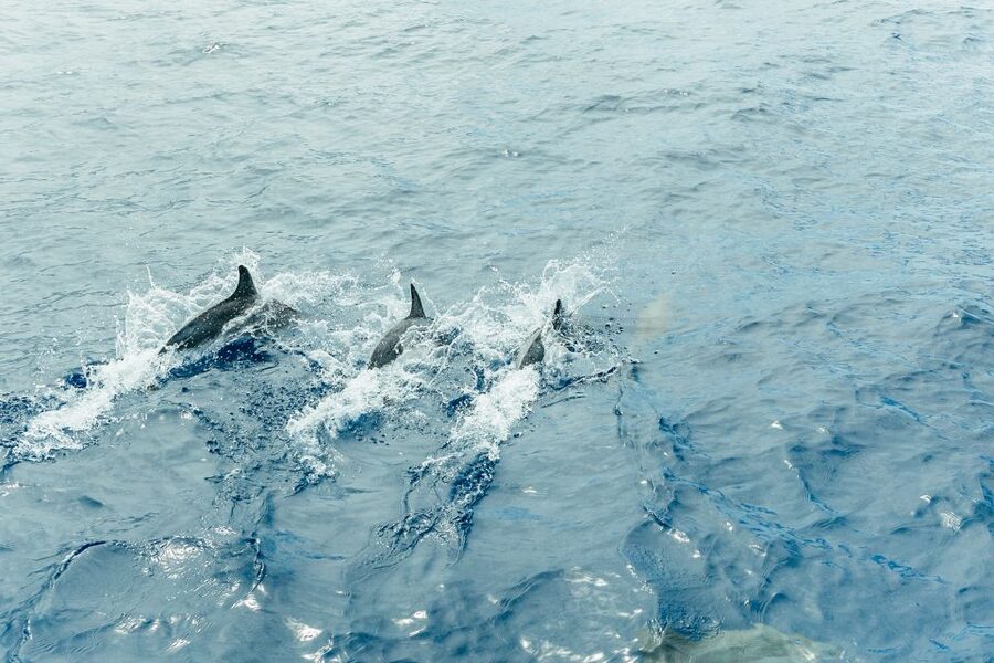 Costa Adeje: Whale & Dolphin Submarine Vision Mini Cruise - Comfort, motion, and what to bring