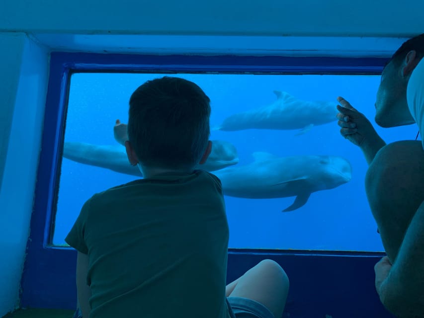Costa Adeje: Whale & Dolphin Submarine Vision Mini Cruise - Watching Tenerife’s southwest coast from the sea