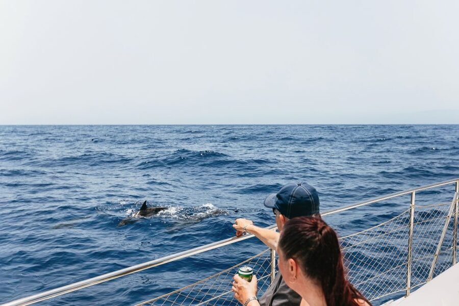 Costa Adeje: Whale Watching Catamaran Tour with Drinks - Key points to know before you book