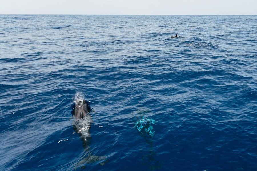 Costa Adeje: Whale Watching Catamaran Tour with Drinks - Why pilot whales make this Tenerife boat trip special