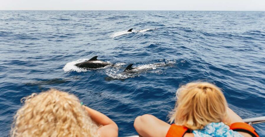 Costa Adeje: Whale Watching Catamaran Tour with Drinks - The whale search, with time given to the animals