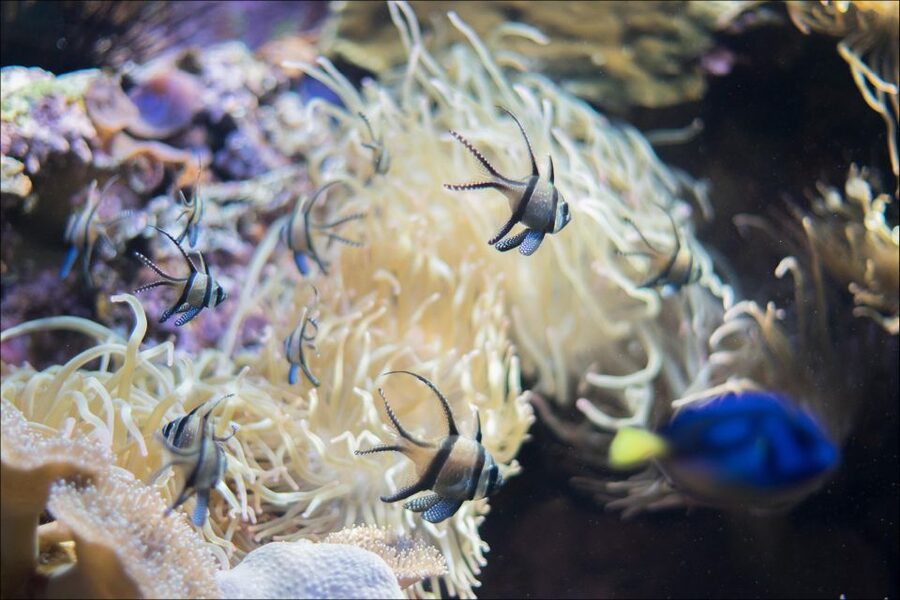 Costa d'en Blanes: Entry Ticket for Marineland Mallorca - Flamingos, Humboldt penguins, and the aviary
