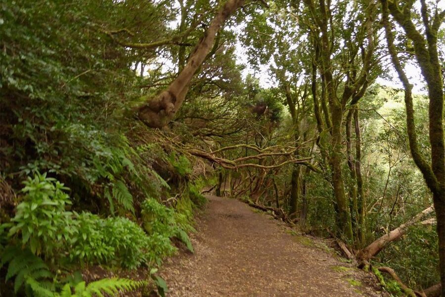 Cruz del Carmen: Hiking in Anaga with Local Food Products - Key points to know before you book