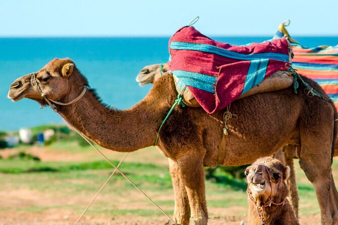 Cultural excursion for one day to Tangier with ferry included - Walking through the Kasbah, medina, and souk