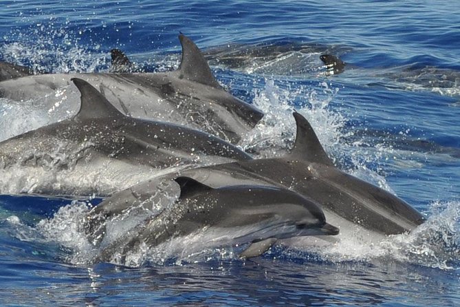 Dolphin and Whale Cruise in Puerto Rico, Gran Canaria - Setting out from Puerto Rico at 10:30 or 1:30