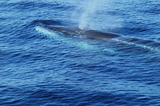 Dolphin and Whale Cruise in Puerto Rico, Gran Canaria - How much wildlife time should you expect?