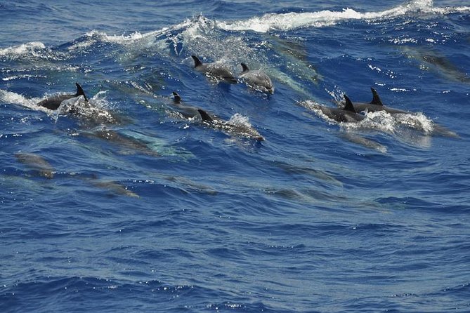 Dolphin and Whale Cruise in Puerto Rico, Gran Canaria - Value at about $50.46 per person