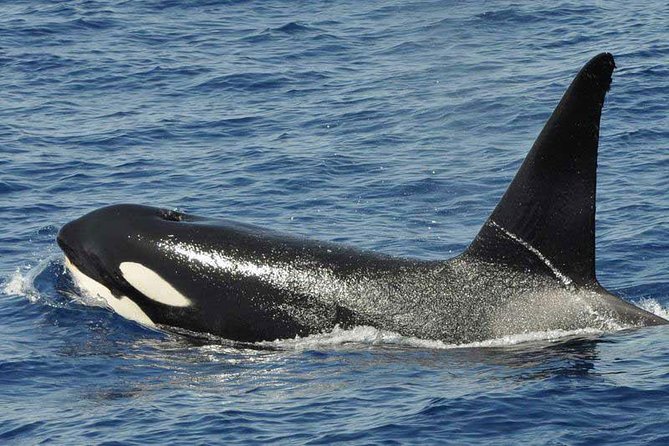Dolphin and Whale Cruise in Puerto Rico, Gran Canaria - Who will enjoy this cruise most?