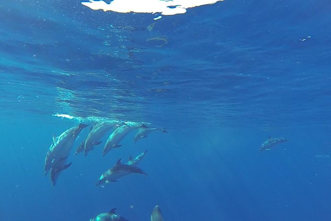 Dolphin and Whale Cruise in Puerto Rico, Gran Canaria - The ride along Gran Canaria’s southwest coast