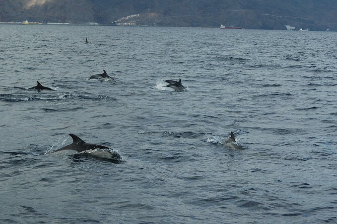 Dolphin and Whale Sailing Tour in Los Gigantes - Leaving the marina beneath Los Gigantes