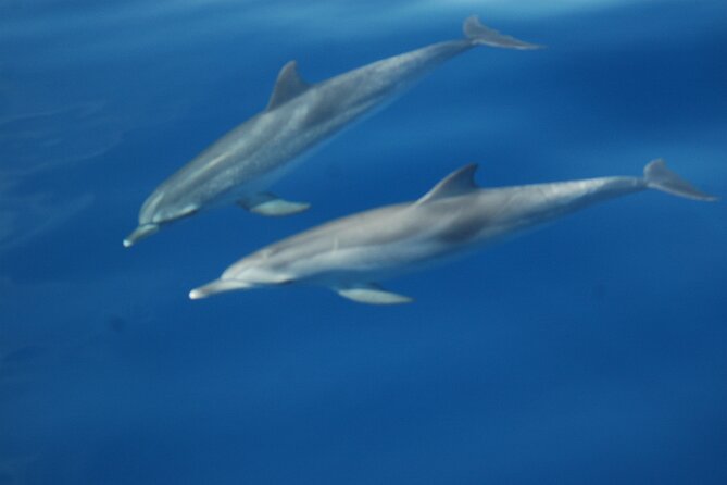 Dolphin and Whale Sailing Tour in Los Gigantes - Is $84.69 a fair price?