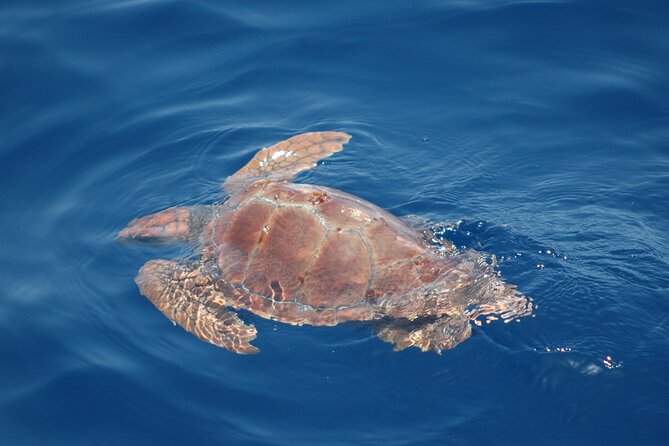 Dolphin and Whale Sailing Tour in Los Gigantes - Who will enjoy this experience most?