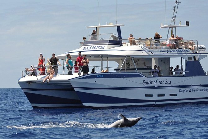 Dolphin and Whales watching cruise from Puerto Rico de Gran Canaria - Setting Out From Puerto Rico at 10:30 or 1:30