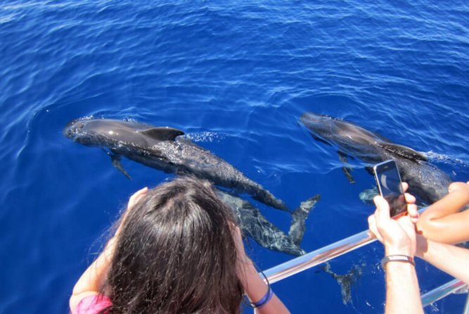 Dolphin and Whales watching cruise from Puerto Rico de Gran Canaria - The Search Along Gran Canaria’s Southwest Coast